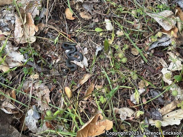 Pacific Ring-necked Snake (Diadophis punctatus amabilis)