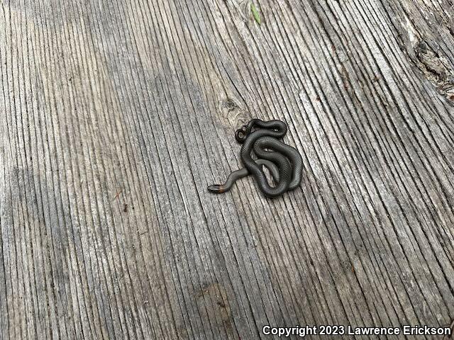 Pacific Ring-necked Snake (Diadophis punctatus amabilis)