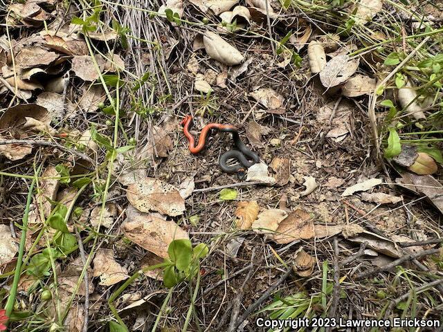 Pacific Ring-necked Snake (Diadophis punctatus amabilis)