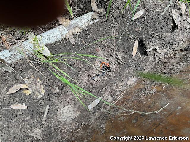 Pacific Ring-necked Snake (Diadophis punctatus amabilis)