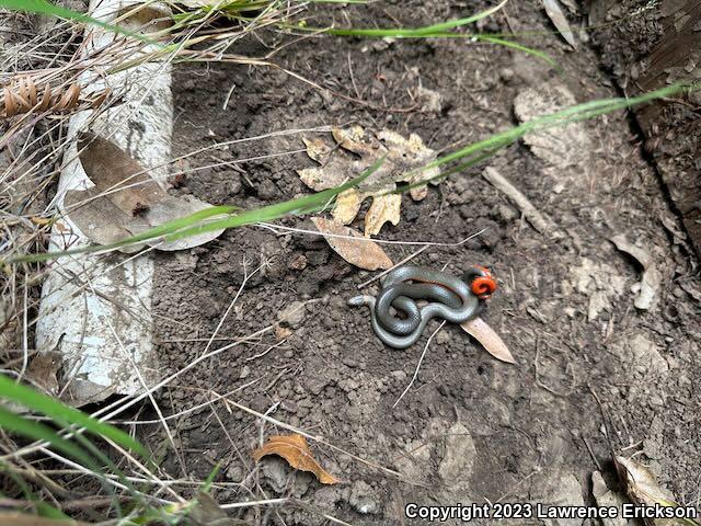 Pacific Ring-necked Snake (Diadophis punctatus amabilis)