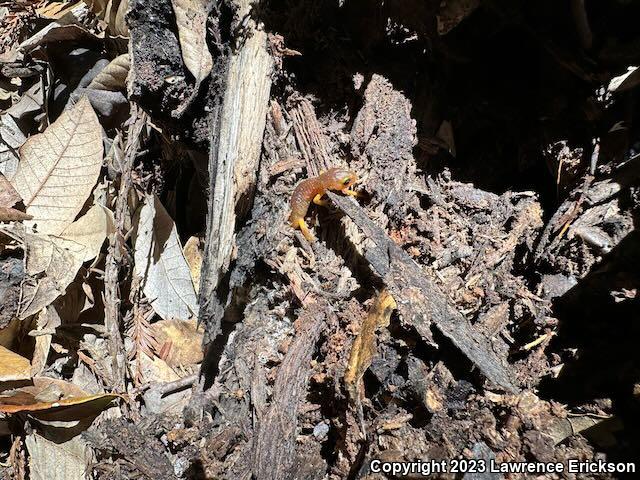 Yellow-eyed Ensatina (Ensatina eschscholtzii xanthoptica)