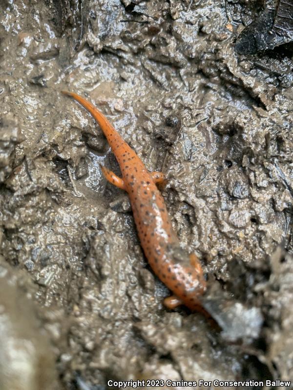 Northern Red Salamander (Pseudotriton ruber ruber)