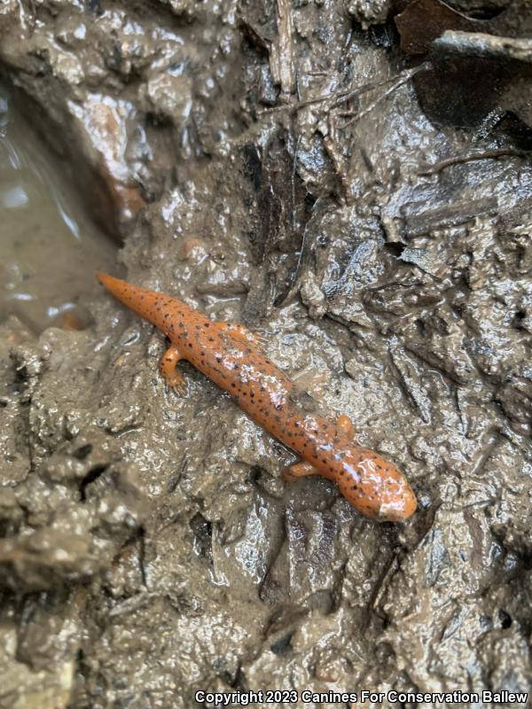 Northern Red Salamander (Pseudotriton ruber ruber)