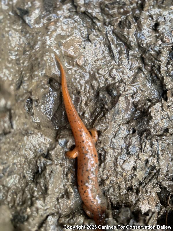 Northern Red Salamander (Pseudotriton ruber ruber)