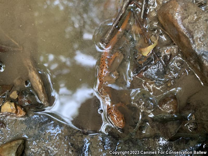 Northern Red Salamander (Pseudotriton ruber ruber)