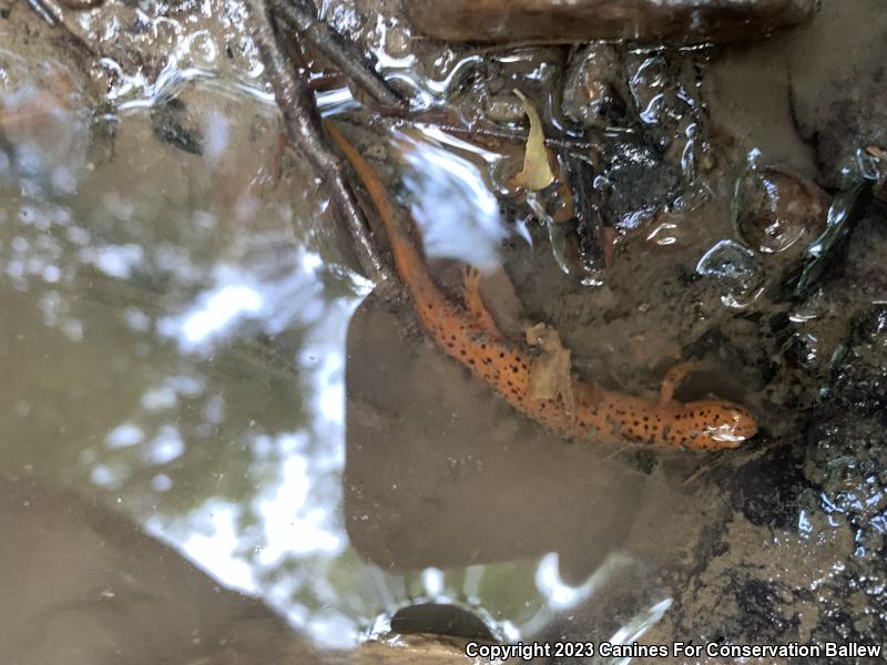 Northern Red Salamander (Pseudotriton ruber ruber)