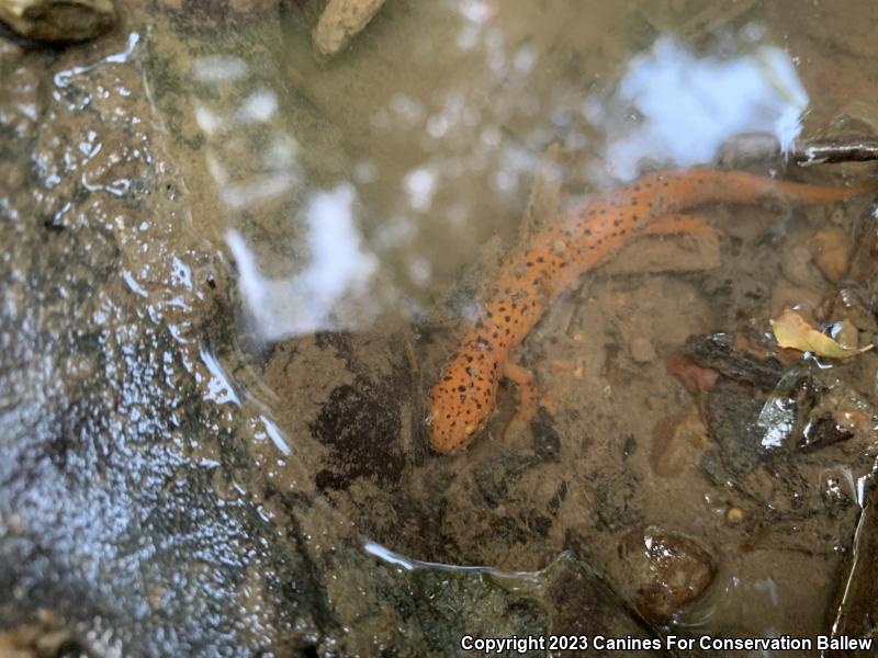 Northern Red Salamander (Pseudotriton ruber ruber)