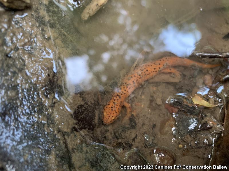 Northern Red Salamander (Pseudotriton ruber ruber)