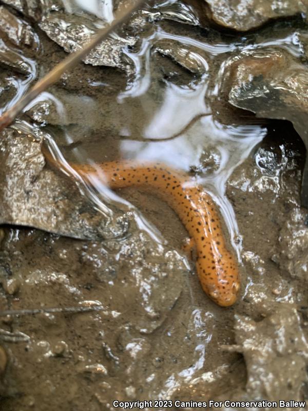 Northern Red Salamander (Pseudotriton ruber ruber)