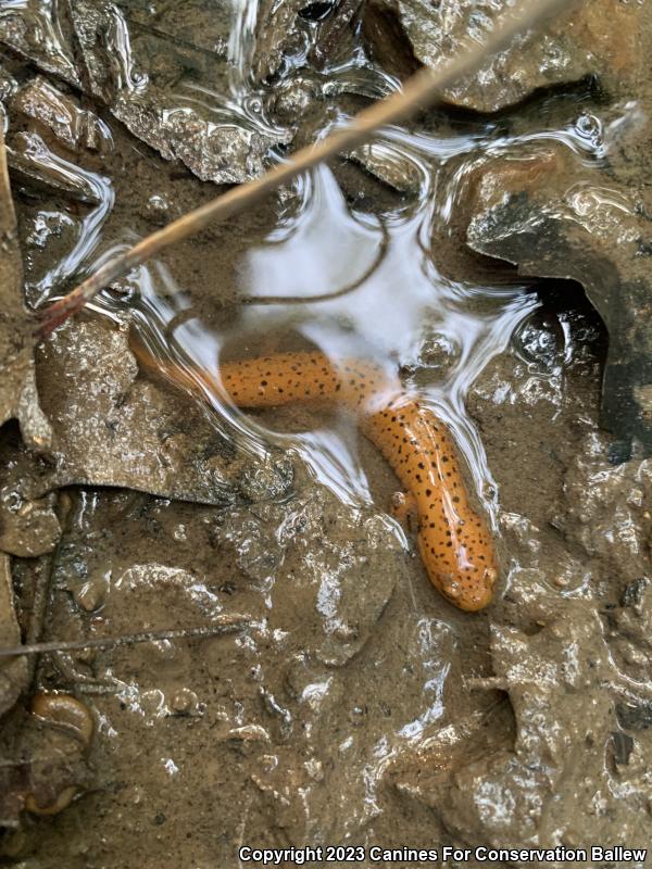 Northern Red Salamander (Pseudotriton ruber ruber)