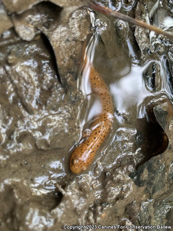 Northern Red Salamander (Pseudotriton ruber ruber)