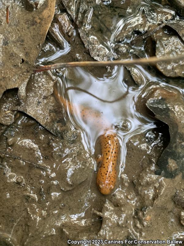 Northern Red Salamander (Pseudotriton ruber ruber)