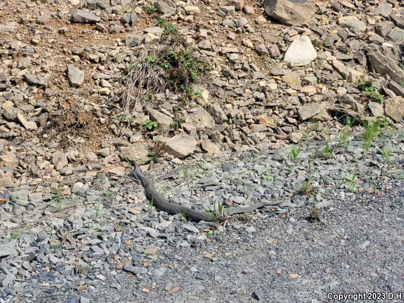 Eastern Hog-nosed Snake (Heterodon platirhinos)