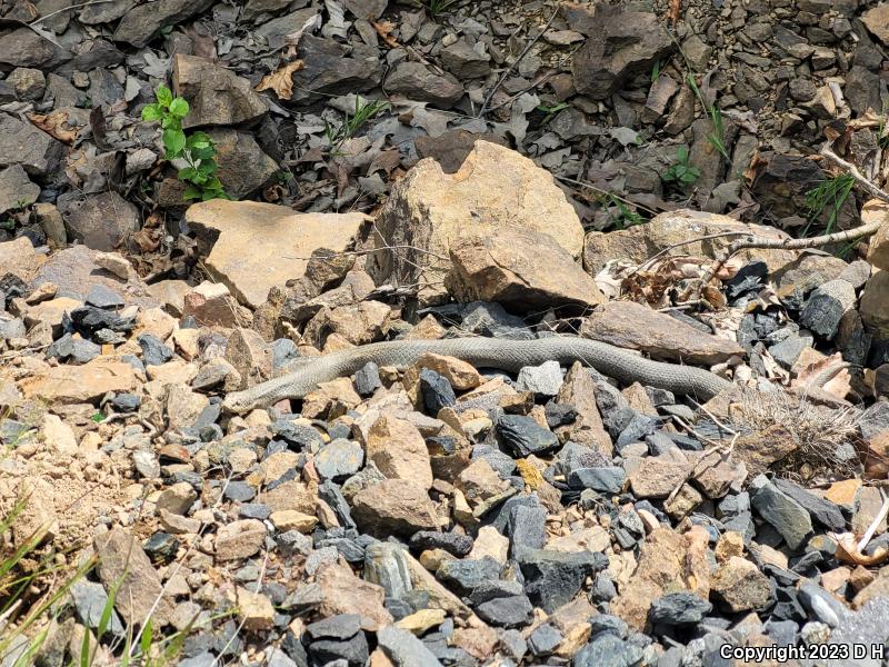 Eastern Hog-nosed Snake (Heterodon platirhinos)