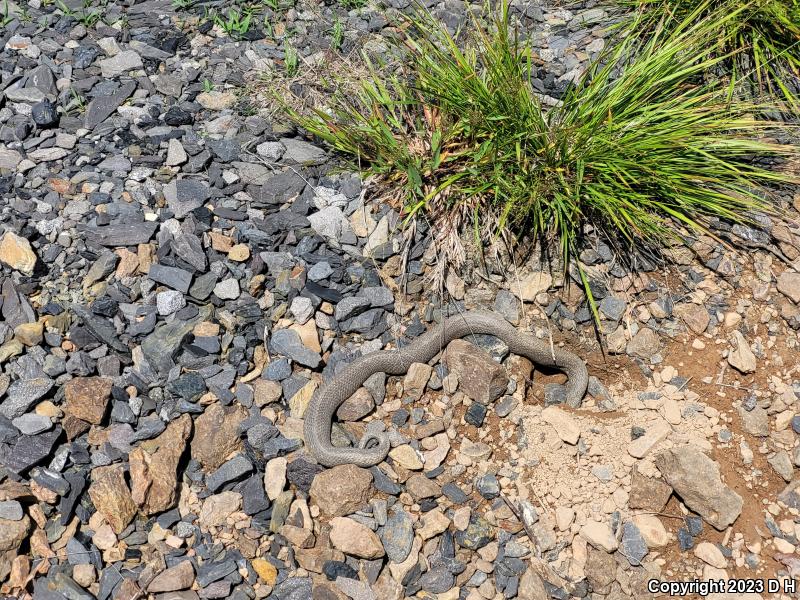 Eastern Hog-nosed Snake (Heterodon platirhinos)