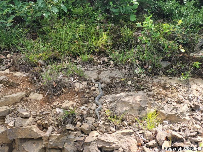 Eastern Hog-nosed Snake (Heterodon platirhinos)