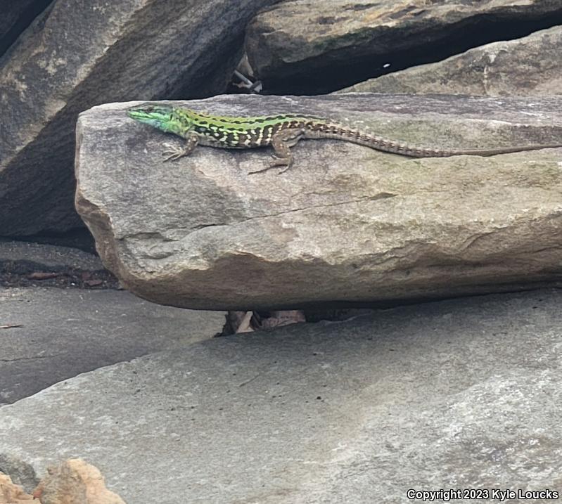 Italian Wall Lizard (Podarcis sicula)