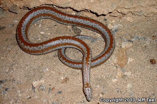 Coastal Rosy Boa (Lichanura trivirgata roseofusca)