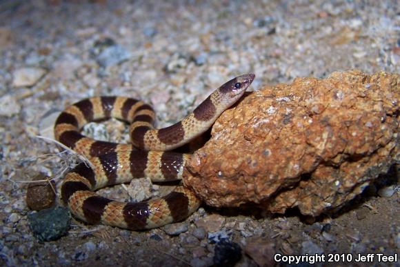 Nevada Shovel-nosed Snake (Chionactis occipitalis talpina)