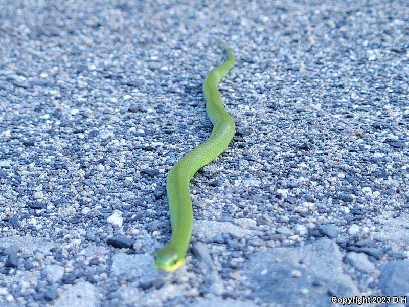 Eastern Smooth Greensnake (Opheodrys vernalis vernalis)