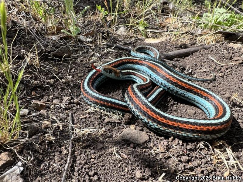 San Francisco Gartersnake (Thamnophis sirtalis tetrataenia)