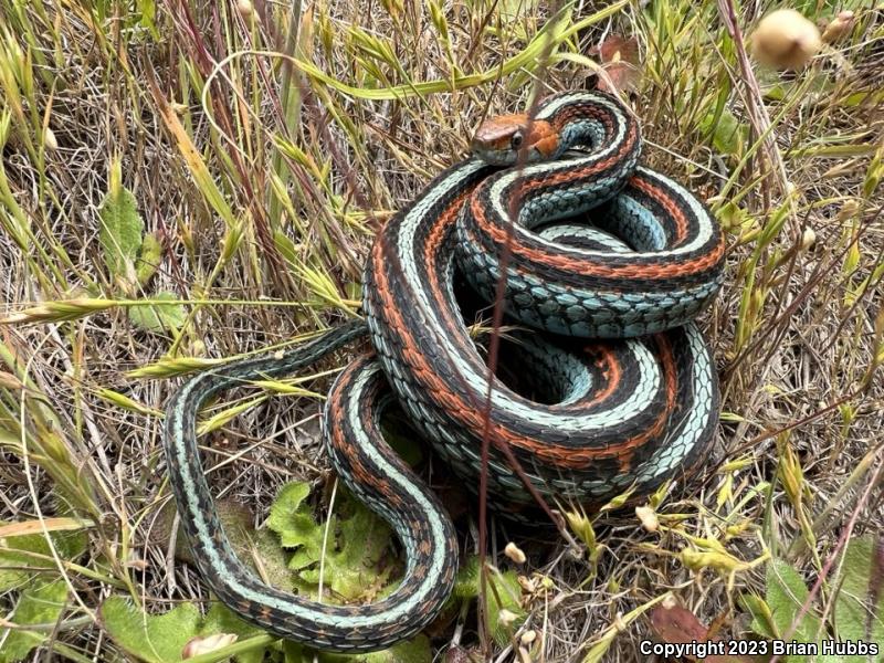 San Francisco Gartersnake (Thamnophis sirtalis tetrataenia)