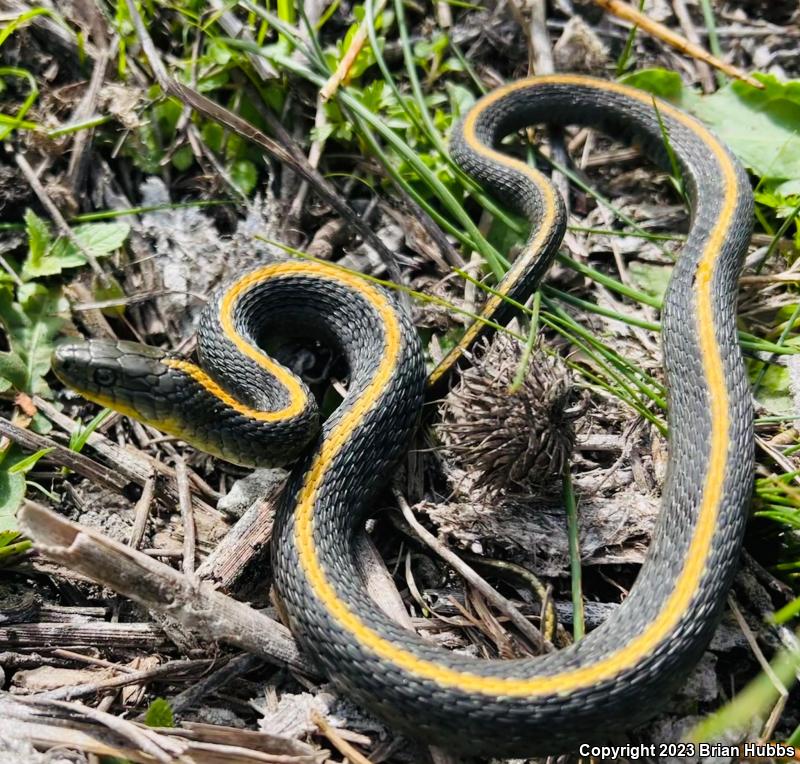 Santa Cruz Gartersnake (Thamnophis atratus atratus)