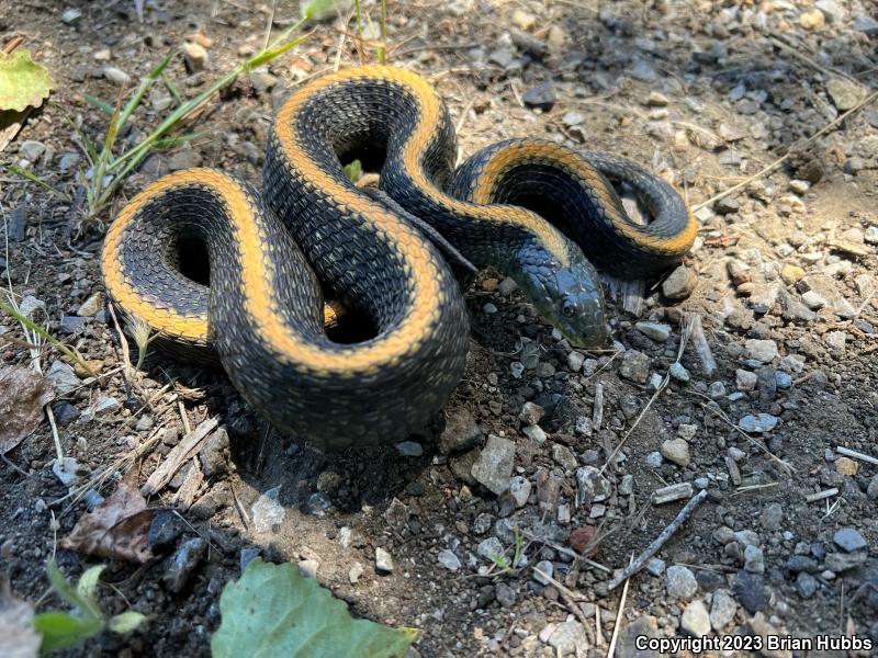 Santa Cruz Gartersnake (Thamnophis atratus atratus)