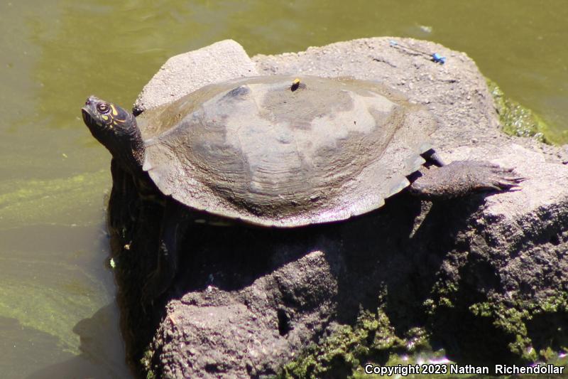 Ouachita Map Turtle (Graptemys ouachitensis)