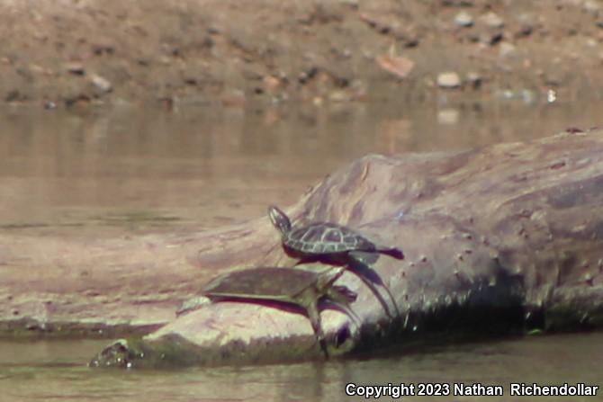 Midland Smooth Softshell (Apalone mutica mutica)