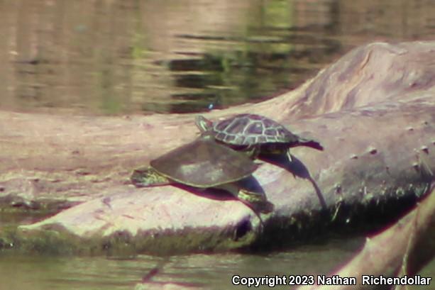 Midland Smooth Softshell (Apalone mutica mutica)