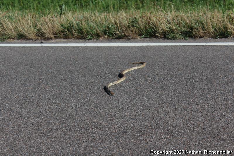 Bullsnake (Pituophis catenifer sayi)