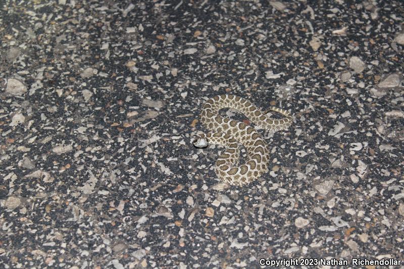 Western Massasauga (Sistrurus catenatus tergeminus)