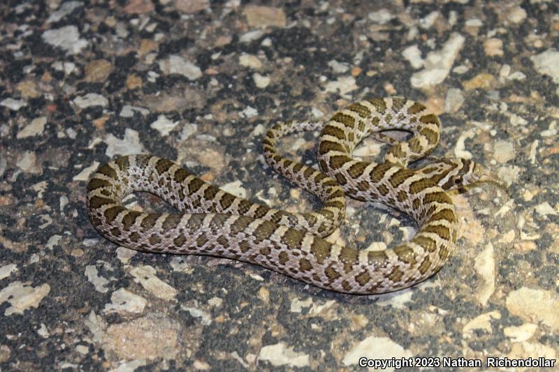 Great Plains Ratsnake (Pantherophis emoryi)