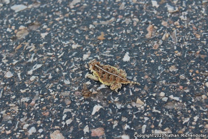 Texas Horned Lizard (Phrynosoma cornutum)