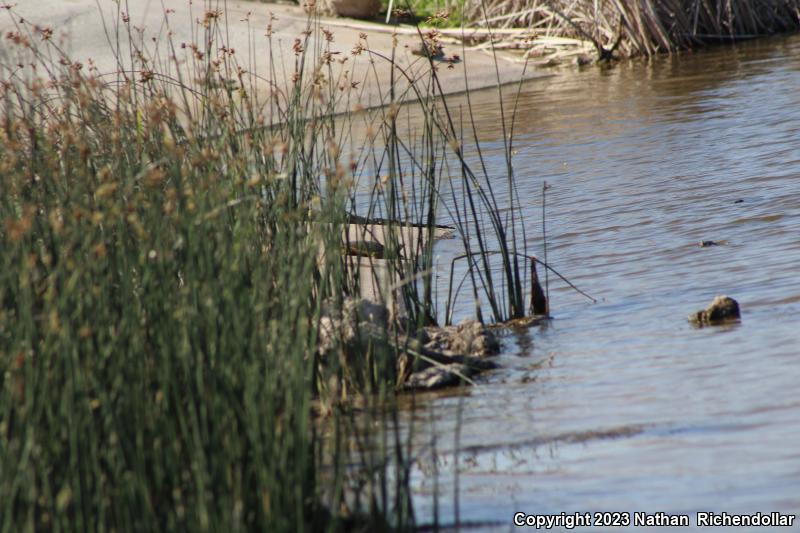 Eastern Spiny Softshell (Apalone spinifera spinifera)