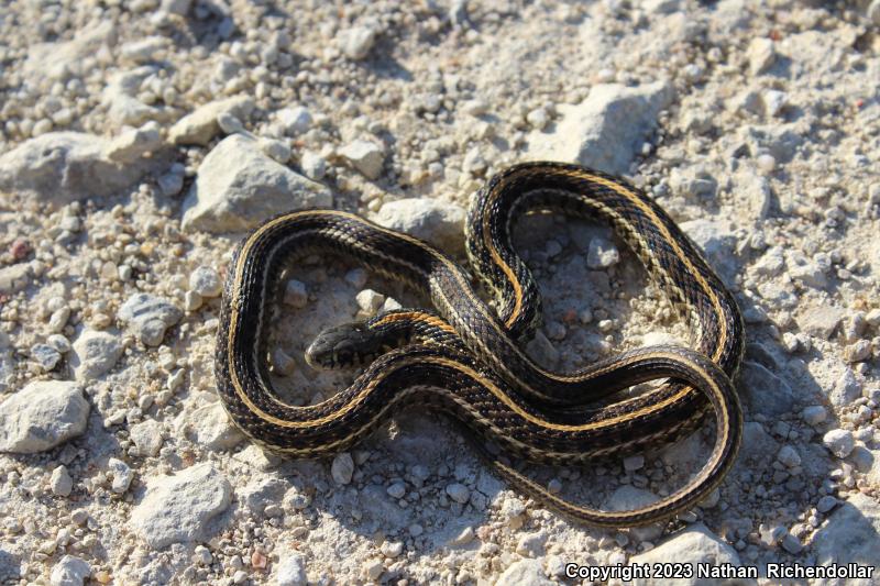 Plains Gartersnake (Thamnophis radix)