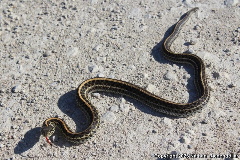 Plains Gartersnake (Thamnophis radix)