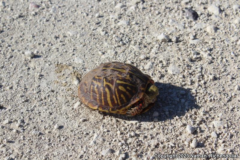 Ornate Box Turtle (Terrapene ornata ornata)