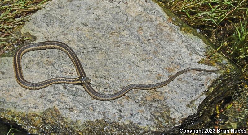 Oregon Gartersnake (Thamnophis atratus hydrophilus)