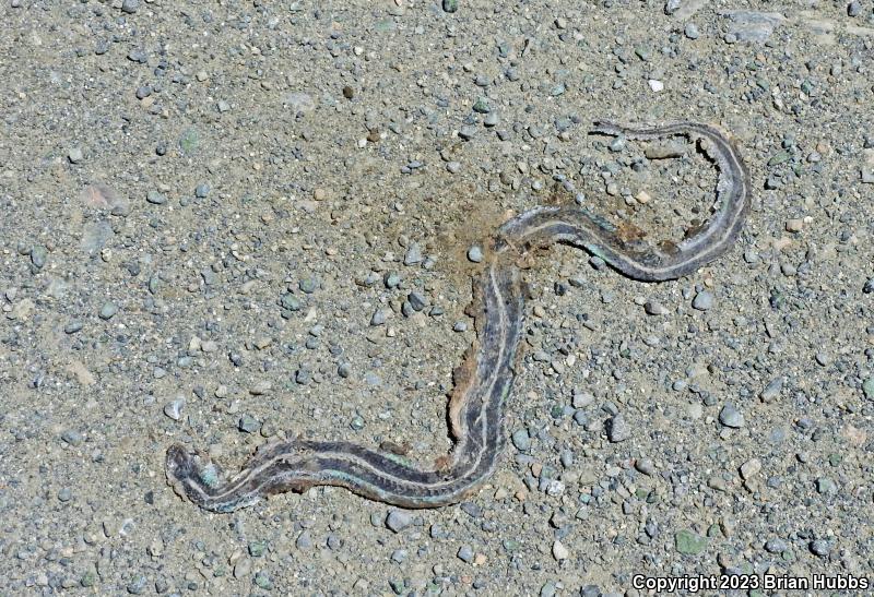 Oregon Gartersnake (Thamnophis atratus hydrophilus)