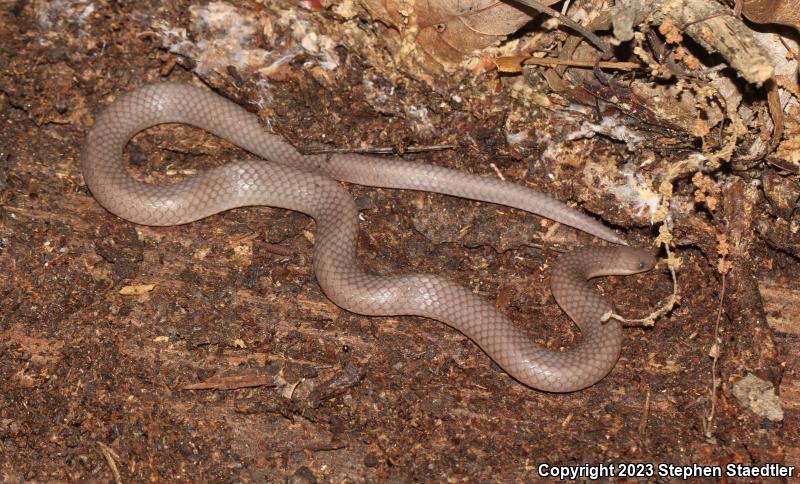 Eastern Wormsnake (Carphophis amoenus)