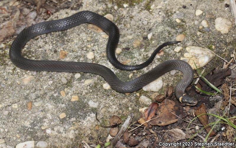 Southern Ring-necked Snake (Diadophis punctatus punctatus)