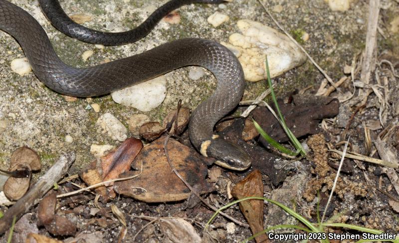 Southern Ring-necked Snake (Diadophis punctatus punctatus)