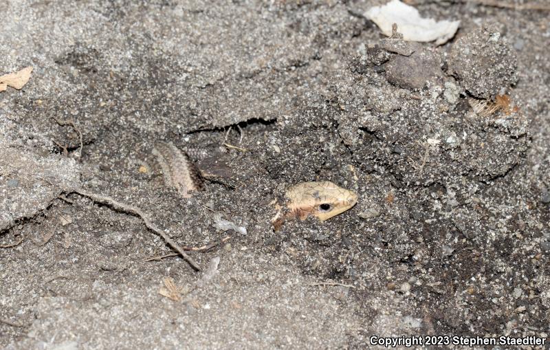 Five-lined Skink (Plestiodon fasciatus)