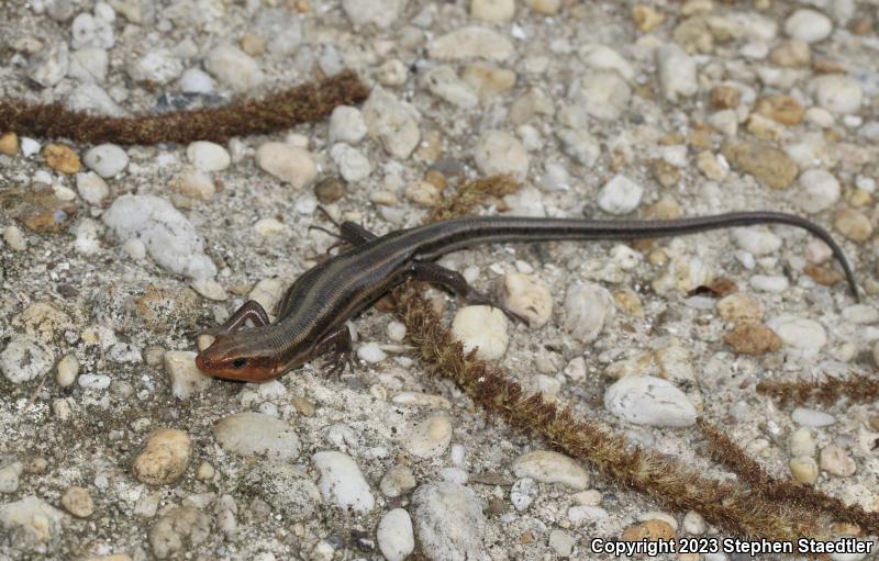 Five-lined Skink (Plestiodon fasciatus)