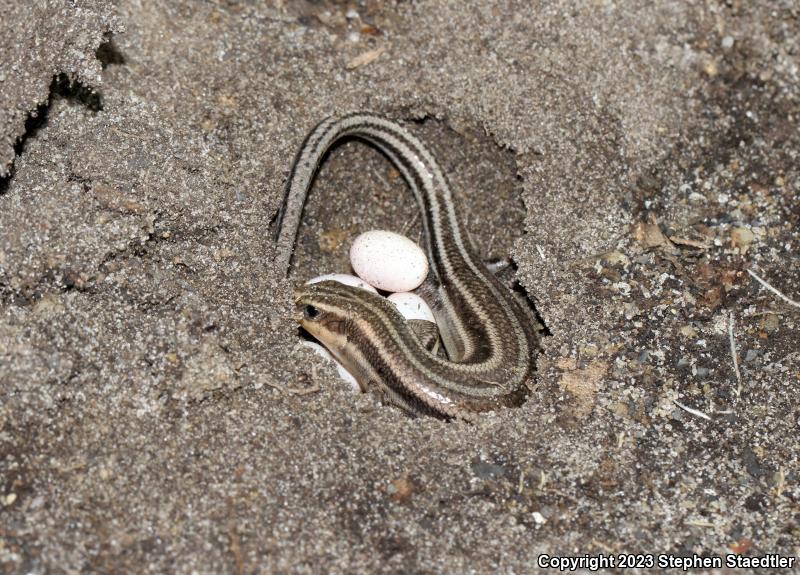 Five-lined Skink (Plestiodon fasciatus)