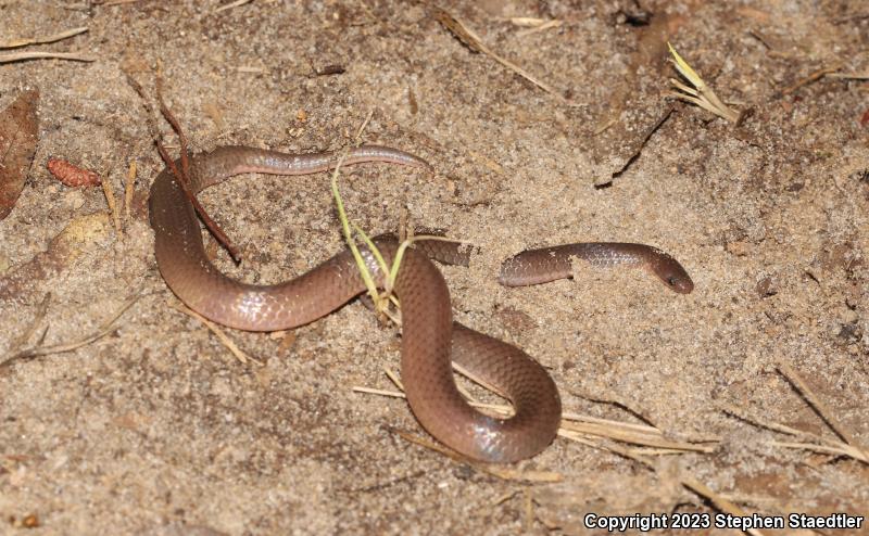 Eastern Wormsnake (Carphophis amoenus)