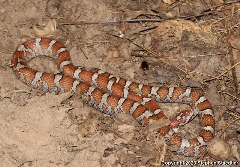 Eastern Milksnake (Lampropeltis triangulum triangulum)